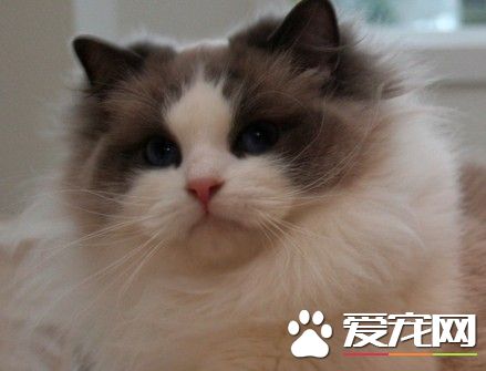 布偶猫耳朵有圆的吗  布偶猫耳朵原来这样最好看