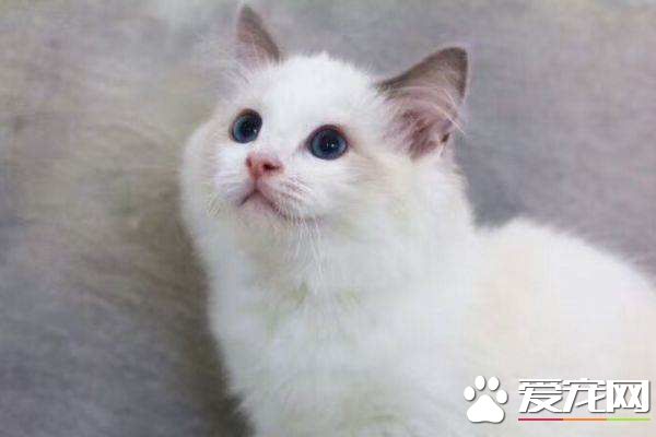 布偶猫咬人要打针吗 被布偶猫咬伤这样操作最科学