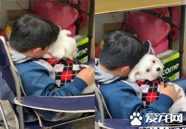 小哥哥抱着米克斯狂吸 汪无奈向妈妈求救