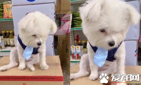 小哥哥抱着米克斯狂吸 汪无奈向妈妈求救