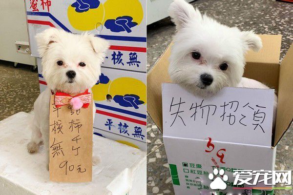 小哥哥抱着米克斯狂吸 汪无奈向妈妈求救