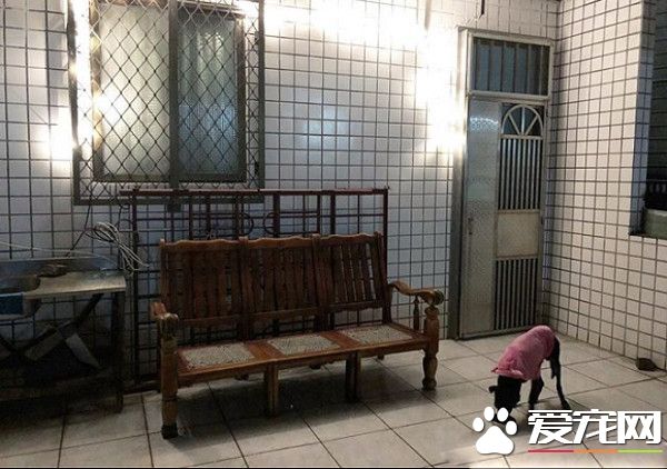 陪它走完最后一段路 年迈老黑狗遭遗弃