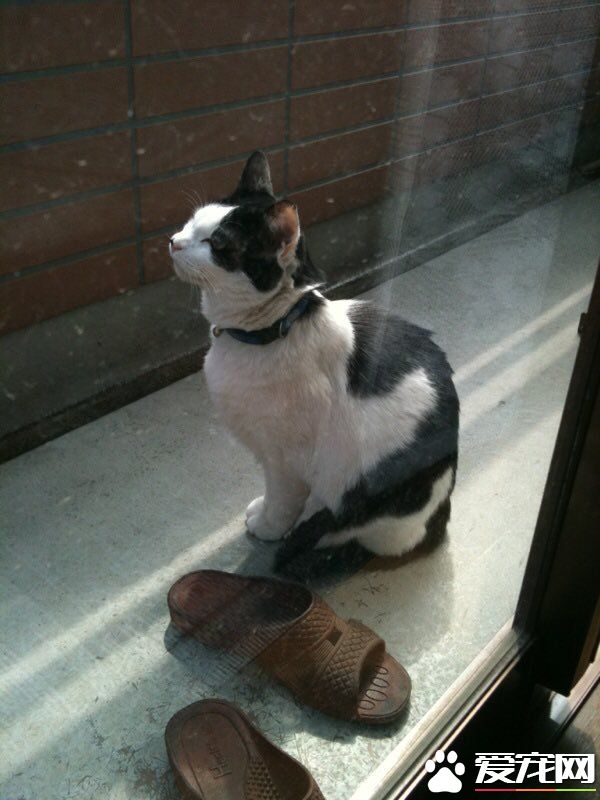 重机遭窃车主超心急 原来爱猫遗物一起不见了