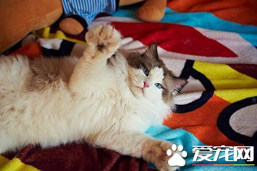 布偶猫喜欢咬电线吗 布偶猫咬电线原来这么危险