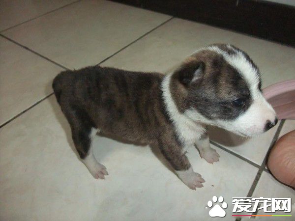 小狗无人养要送收养所 阿嬷就霸气说要认养