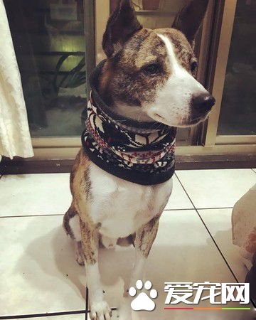 小狗无人养要送收养所 阿嬷就霸气说要认养