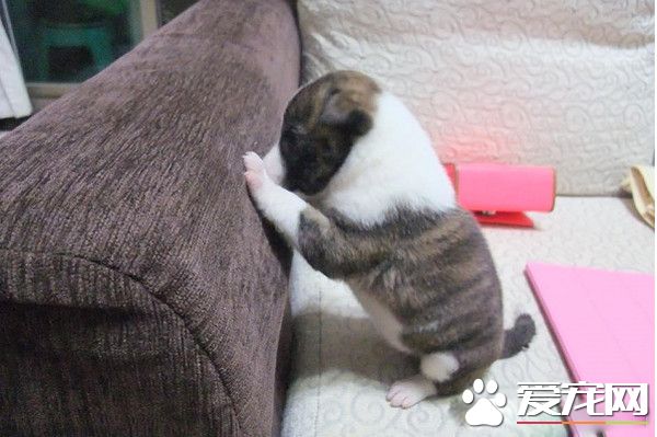 小狗无人养要送收养所 阿嬷就霸气说要认养