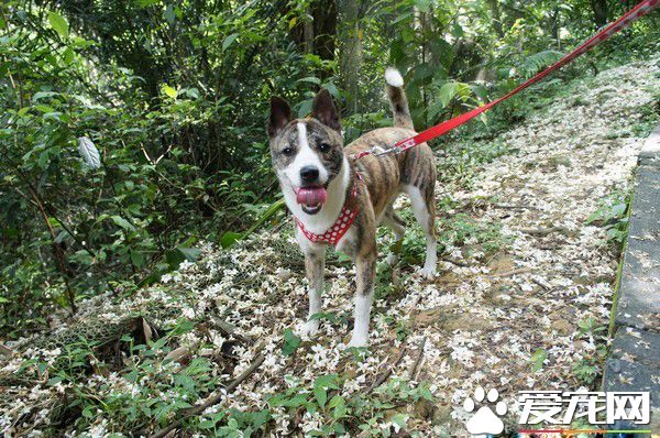 小狗无人养要送收养所 阿嬷就霸气说要认养