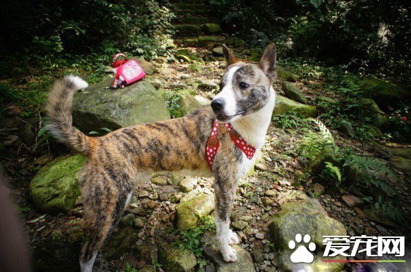 小狗无人养要送收养所 阿嬷就霸气说要认养