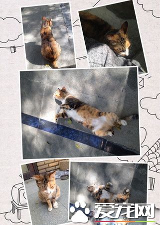 浪喵超会塞乃暖化小资女 被收养成公司招财猫