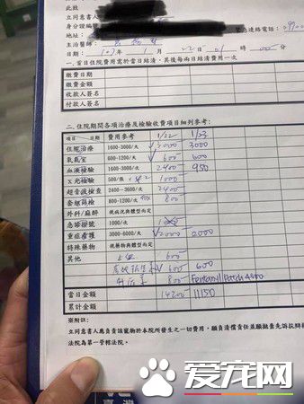 汪遭饲主弃养还被车撞 幸遇到了善心人士相救