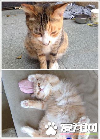 浪喵超会塞乃暖化小资女 被收养成公司招财猫