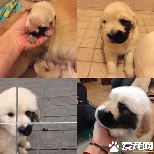 黄金猎犬戴半边面罩 超特别长相成独一无二狗狗!