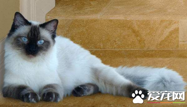 布偶猫舔自己的爪子 布偶猫舔自己爪子原来原因是这样