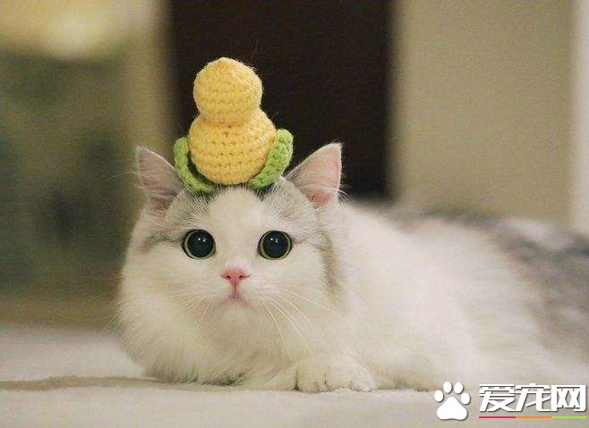 布偶猫可以吃老鼠吗 猫捉老鼠的原因原来是这个