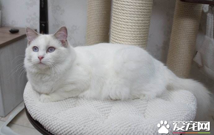 布偶猫赛级是什么意思 赛级布偶猫原来不是最漂亮的