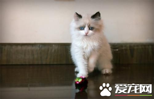 布偶猫早上很兴奋一直叫 布偶猫一直叫的原因