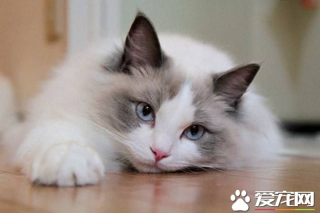 布偶猫躲沙发下面 布偶猫躲在沙发下面的原因原来是这样