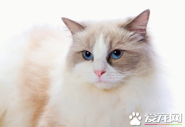 布偶猫突然乱拉屎怎么办 布偶猫乱拉屎的原因原来是这样