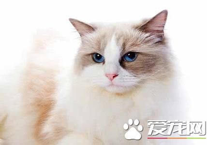 布偶猫怕老鼠吗 布偶猫怕老鼠的原因原来是这样