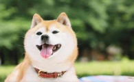 柴犬能活多久 原来柴犬只能陪伴我们这么短的时间