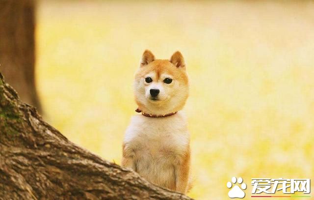 柴犬怎么养和养柴犬的禁忌 养柴犬需要注意下面三个事项