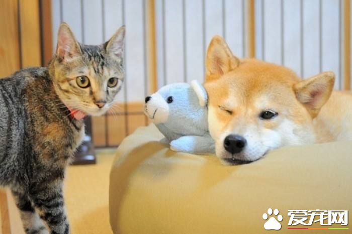 柴犬不大便 柴犬便秘了这样做最好