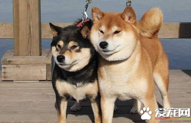 柴犬吃什么 柴犬可以吃的食物居然这么多