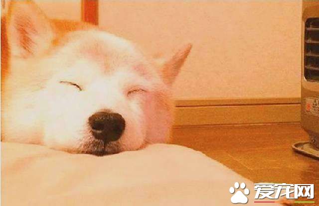 柴犬不能吃什么 这些食物柴犬一定不能吃