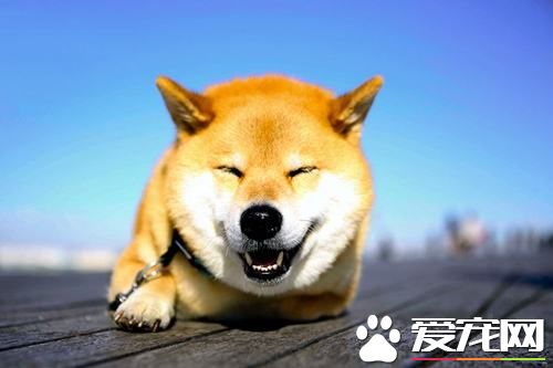 柴犬都打什么疫苗 柴犬断奶之后就可以打第一针疫苗了