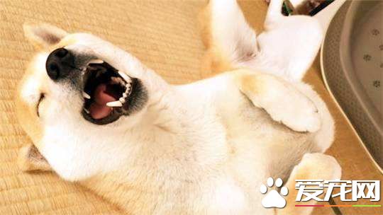 柴犬吃什么品牌狗粮好 怎么给柴犬选择合适的狗粮