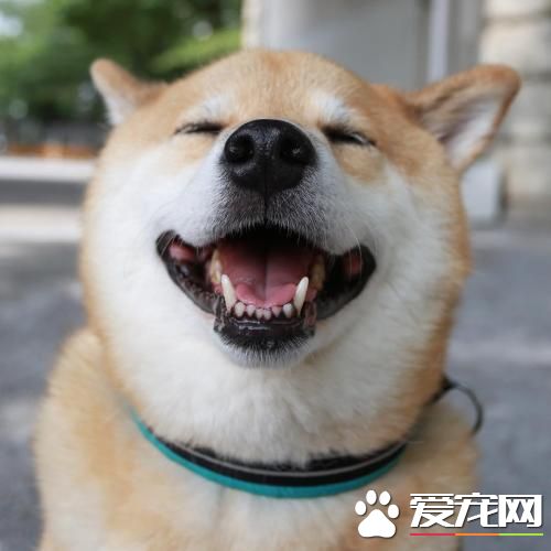 柴犬不喜欢摇尾巴 原来它有特别的肢体语言