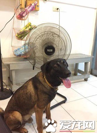 吃豆腐吃的太明显啦! 好色米克斯专挑美女下手