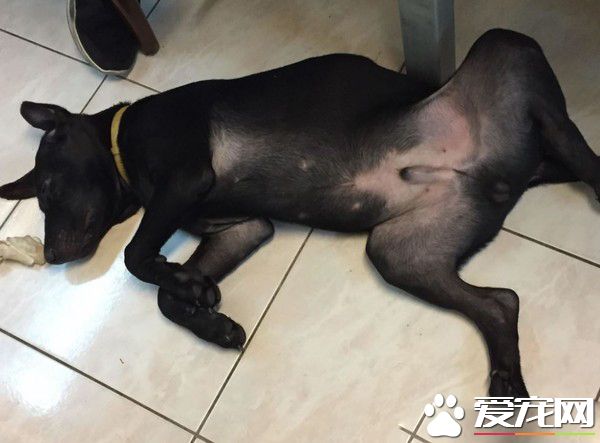 吃豆腐吃的太明显啦! 好色米克斯专挑美女下手