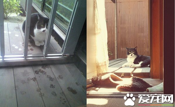 兽医分享往事收到主人留言 结局让万名网友泪崩