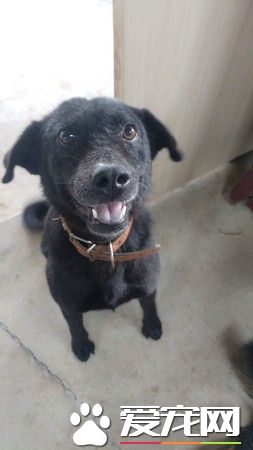 飘恶臭皮肤病浪汪 被救援后大不同千人喷泪!