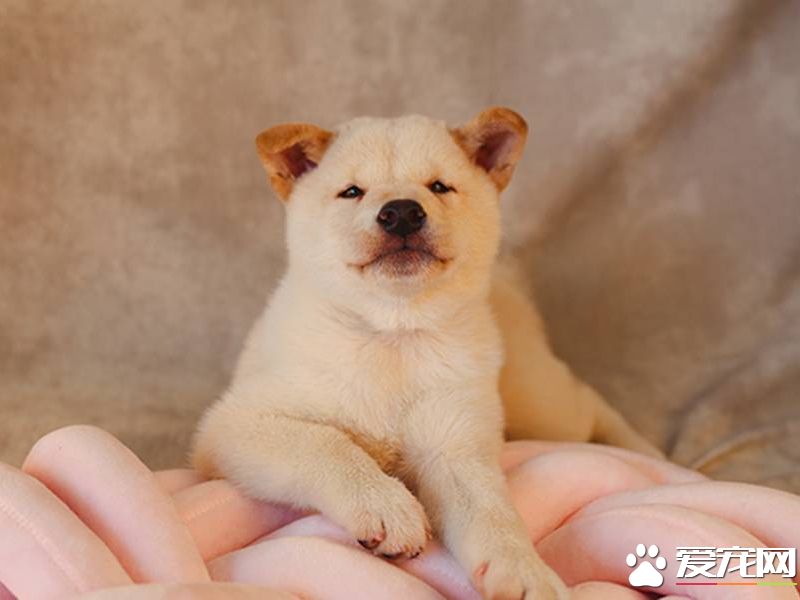 柴犬为什么不喜欢叫 柴犬的有点还有哪些