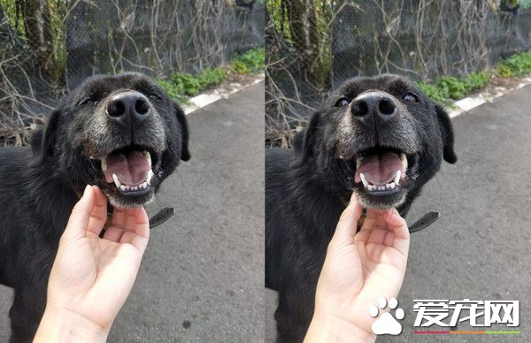 飘恶臭皮肤病浪汪 被救援后大不同千人喷泪!