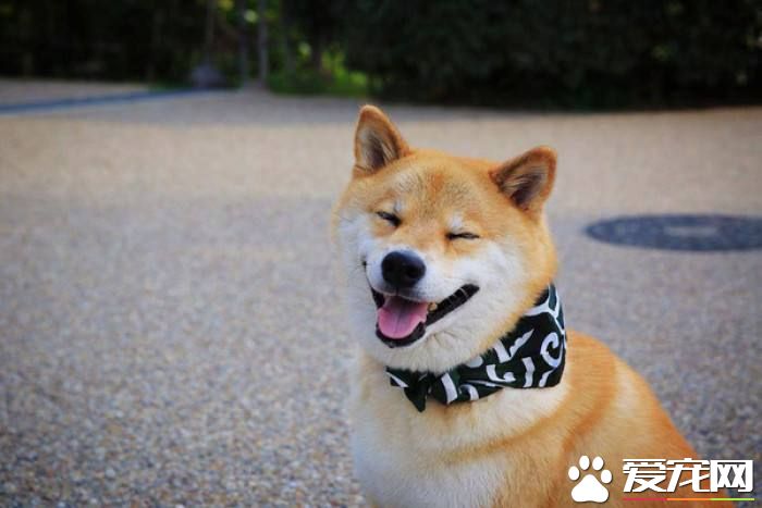 柴犬不能吃什么药 用于毒杀狗的药是最不能吃的