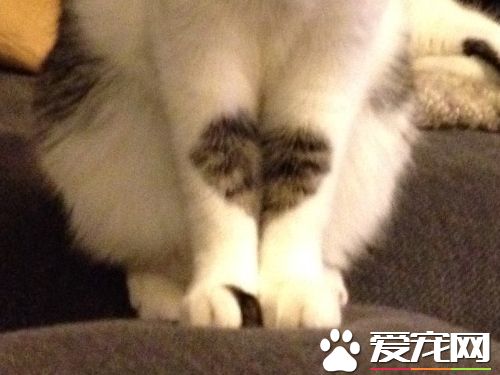 爱猫养的了一年多 才发现可爱的爱心图案