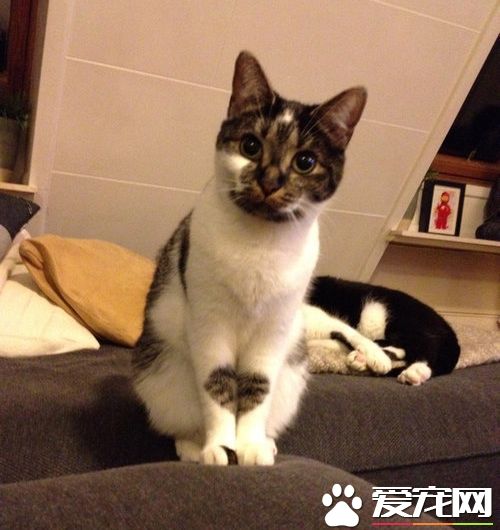 爱猫养的了一年多 才发现可爱的爱心图案