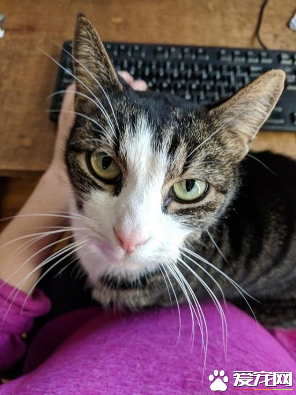 买房竟然还送猫! 暖心夫妇就地收编前屋主爱猫