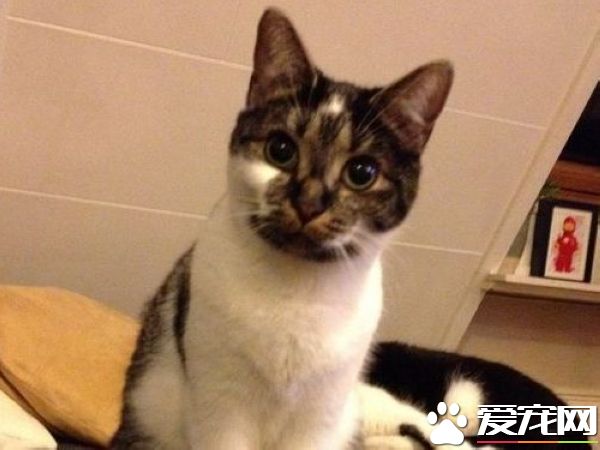 爱猫养的了一年多 才发现可爱的爱心图案