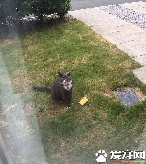 是嫌家里太脏还是碗没洗干净？ 怪癖猫送海绵礼物