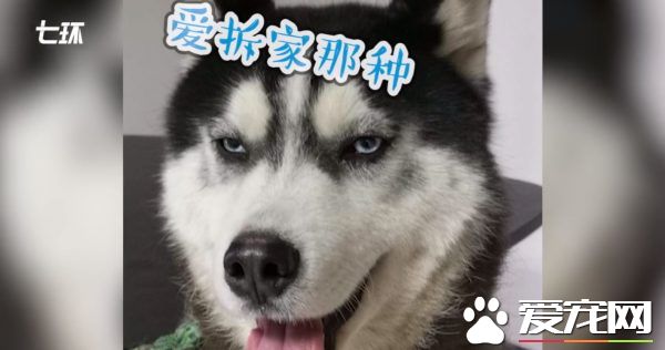 收留走失哈士奇被大搞破坏 办公室差点被拆了