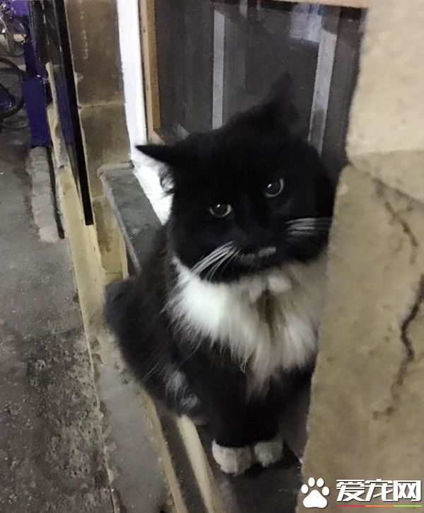 车站黑白猫超专业捕鼠官 幸勤工作五年升官啦