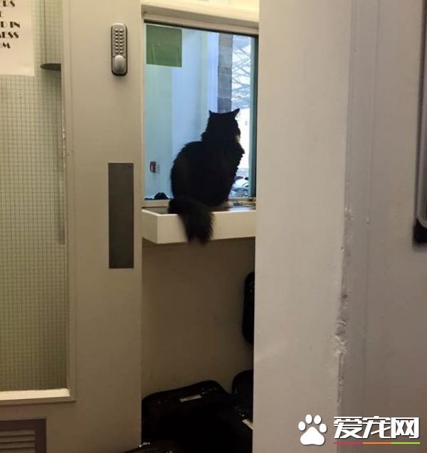 车站黑白猫超专业捕鼠官 幸勤工作五年升官啦