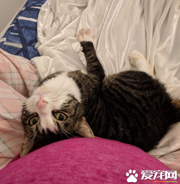 买房竟然还送猫! 暖心夫妇就地收编前屋主爱猫