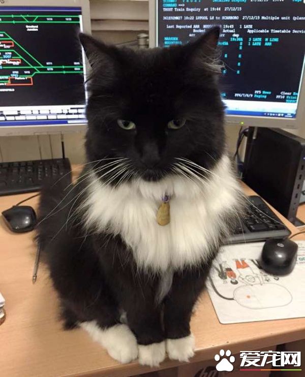 车站黑白猫超专业捕鼠官 幸勤工作五年升官啦