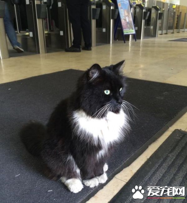 车站黑白猫超专业捕鼠官 幸勤工作五年升官啦